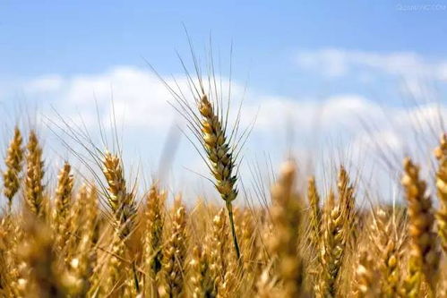 dee0ef4371b00cfc.jpg dee0ef4371b00cfc.jpg