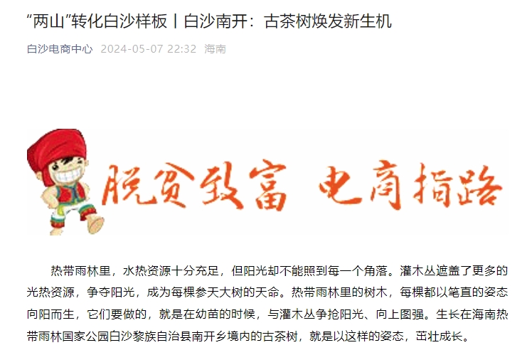 “两山”转化白沙样板丨白沙南开：古茶树焕发新生机.jpg