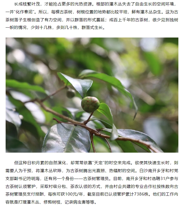 “两山”转化白沙样板丨白沙南开：古茶树焕发新生机2.jpg