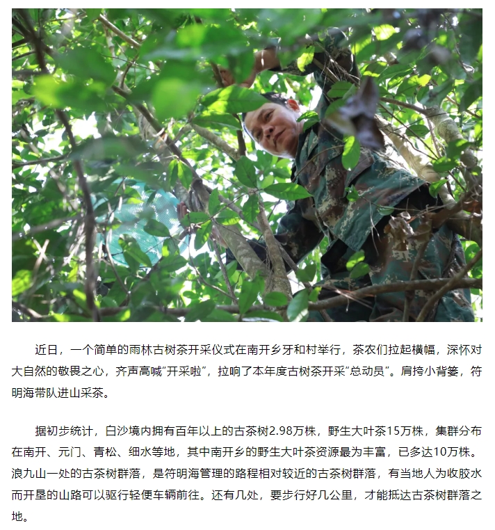 “两山”转化白沙样板丨白沙南开：古茶树焕发新生机3.jpg