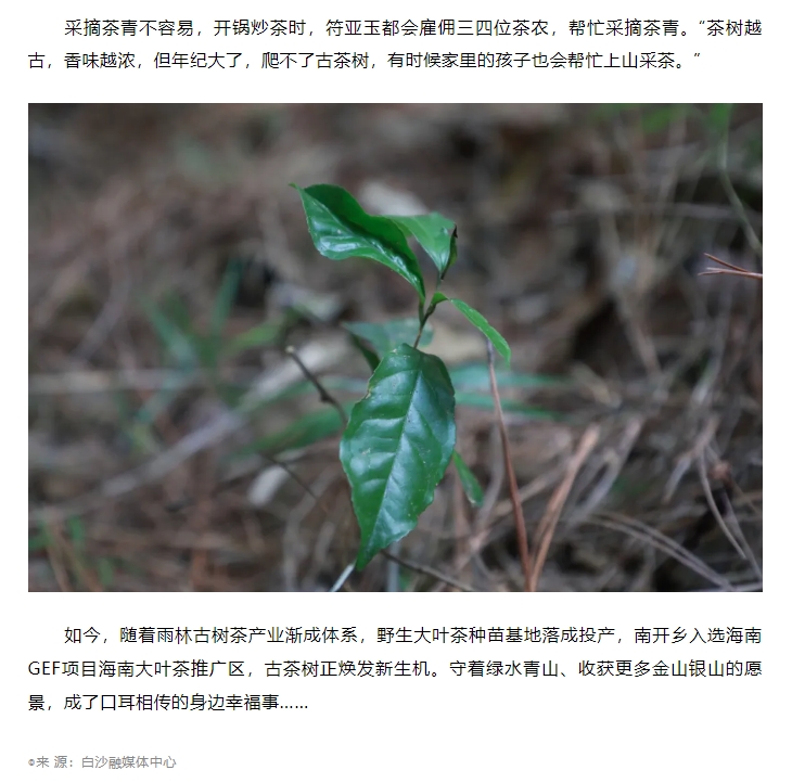 “两山”转化白沙样板丨白沙南开：古茶树焕发新生机8.jpg