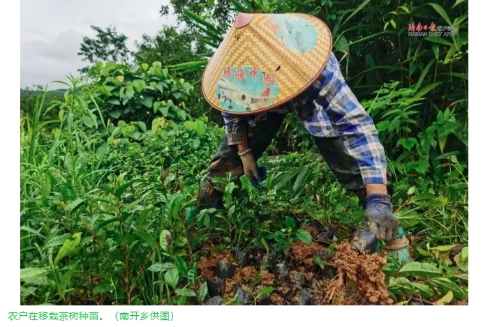 南开大叶茶苗圃.jpg 南开大叶茶苗圃.jpg