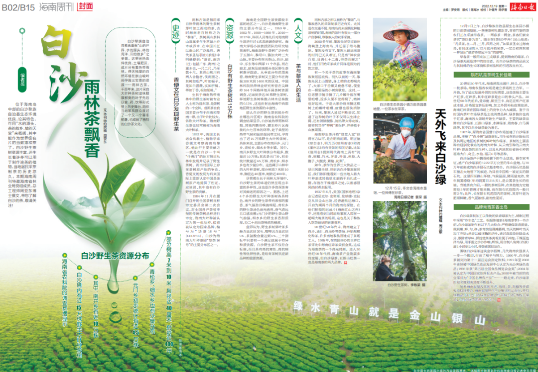 白沙雨林茶飘香.jpg 白沙雨林茶飘香.jpg