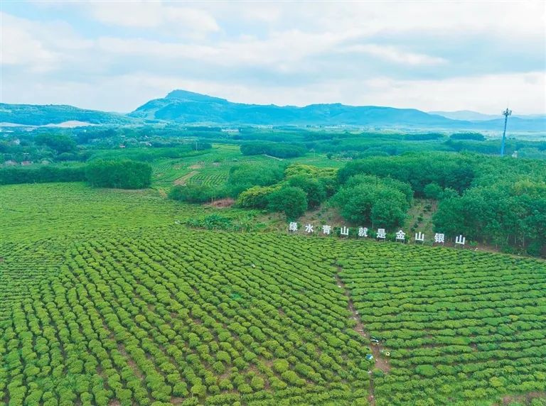 白沙雨林茶飘香1.jpg 白沙雨林茶飘香1.jpg