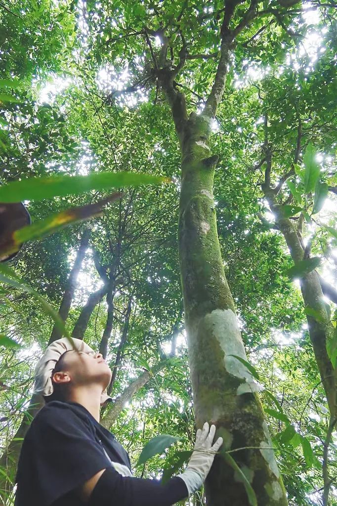 白沙雨林茶飘香2.jpg 白沙雨林茶飘香2.jpg