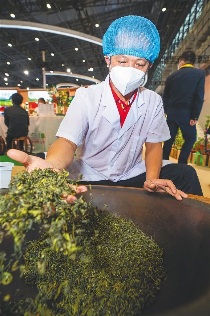 白沙雨林茶飘香4.jpg 白沙雨林茶飘香4.jpg